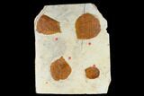 Four Fossil Leaves (Zizyphoides & Davidia) - Montana #115303-1